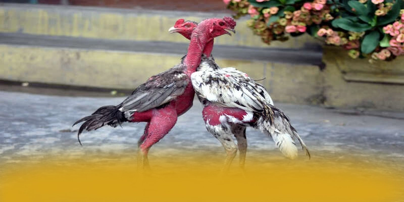 Hệ thống tư vấn viên tại BET168