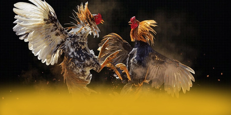 Chương trình thưởng hấp dẫn dành cho cộng đồng tại SUNWIN